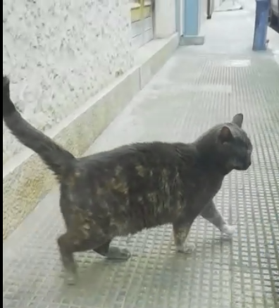 Raviolina randagia in cerca di coccole costanti Foto 3